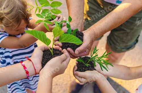 Preview: Grandmother and child hold a tree sprout in their hands. Selective focus.