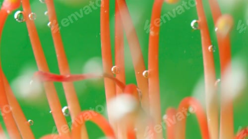 Preview: Macro photography in which paint is sprayed on a flower. Stock footage.A bright green background on