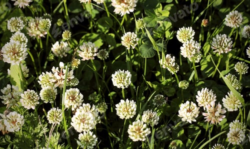 Preview: Clover Plant Useful Grows In A Field Near A Bee Flies
