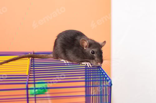 Preview: Black rat on blue and yellow wire cage. Studio pet portrait.