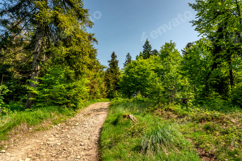 Preview: Tourist path leading through the forest.