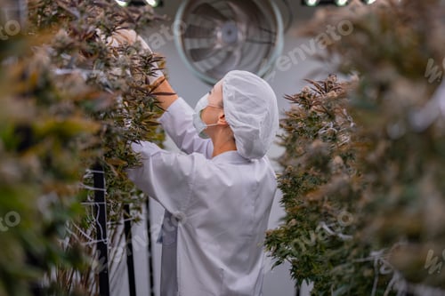 Preview: A scientist wearing protective gear examines a cannabis plant