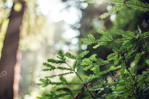 Preview: Green leaves of fern