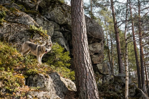 Preview: beautiful malamute dog standing in autumn forest, Belarus, Lahoysk