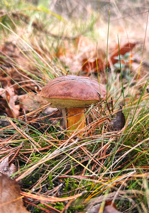 Preview: Mushrooms grow in the forest. Selective focus.
