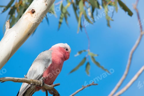Preview: bird, cockatoo galah, parrot, pet