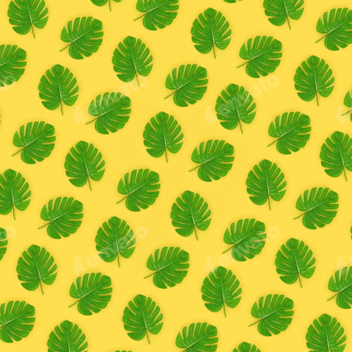 Preview: Tropical palm monstera leaves lies on a pastel colored paper. Nature summer concept pa