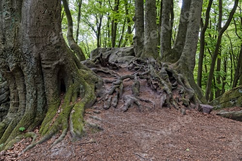Preview: the witch's path in tecklenburg in the teutoburg forest
