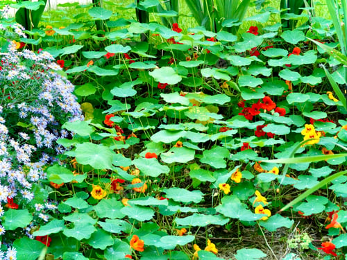 Preview: Green plant