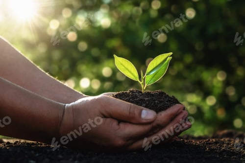 Preview: hand holding small tree for planting in morning light. concept green world earth day