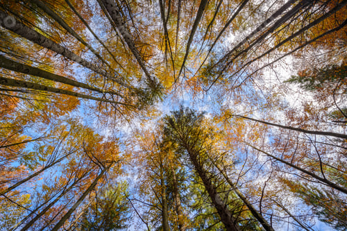Preview: Look up in the autumn forest