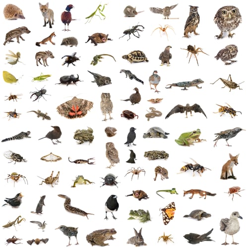 Preview: european wildlife in studio