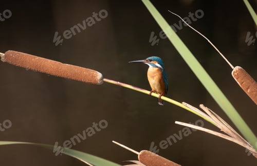 Preview: Common kingfisher, Alcedo atthis. A bird sits on a cattail above the river waiting for prey