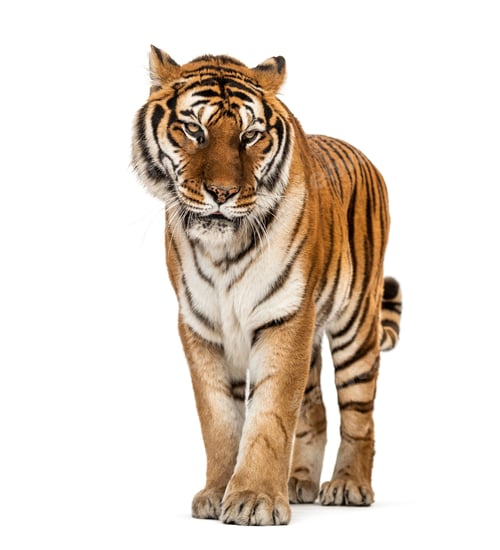Preview: Tiger isolated