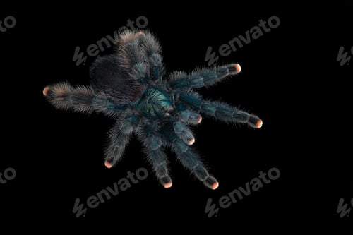 Preview: Birdeating Spider top view isolated on black background