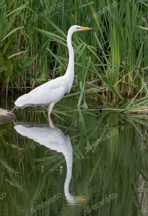Preview: Great egret, Ardea alba. A bird walks in shallow water along the shore and catches fish or frogs