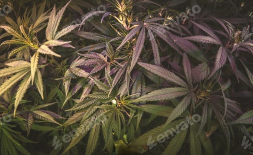 Preview: Full frame of marijuana plant leafs