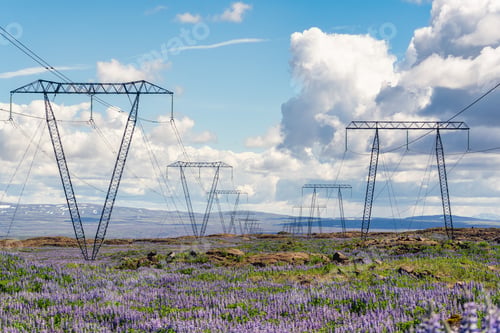 Preview: High voltage poles on lupine flower field in remote wilderness on sunny day