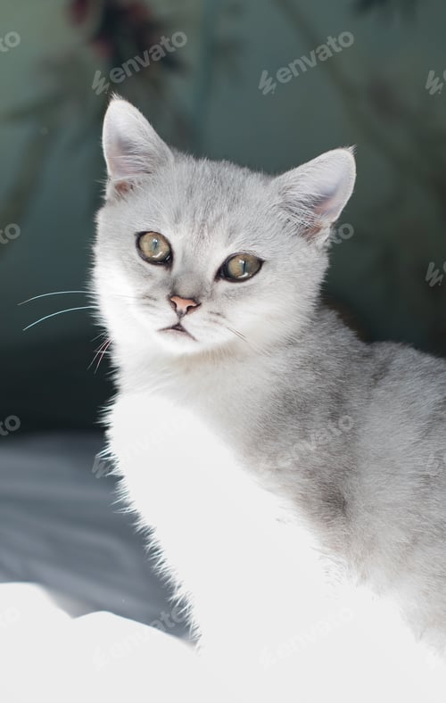 Preview: Cute tabby Scottish short hair silver kitten, Funny adorable pets cats