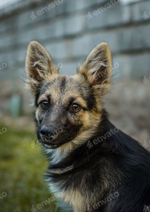 Preview: A German shepherd pup