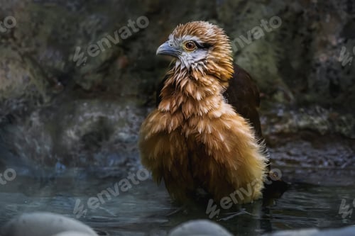 Preview: Yellow-headed Caracara bathing (Milvago chimachima)