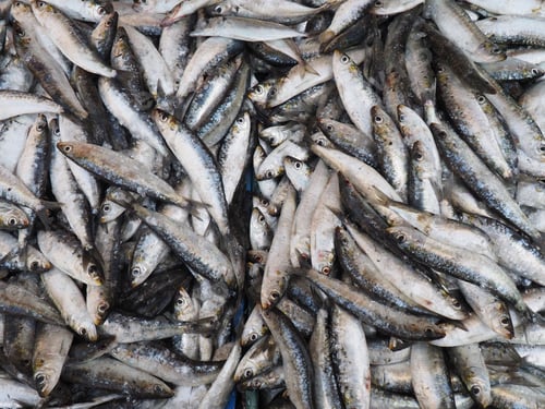 Preview: Closeup shot of a pile of freshly caught raw sardines