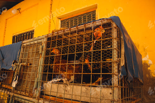 Preview: Caged Chickens Confined Near a Vivid Yellow Building