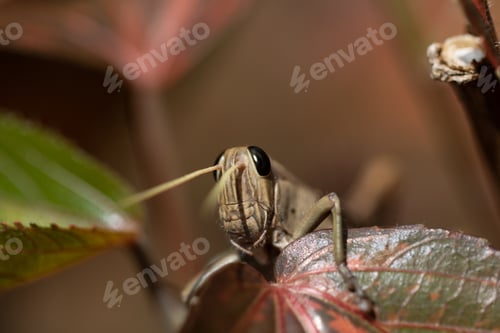 Preview: The head of a grasshopper looks over the edge of a dark red leaf.