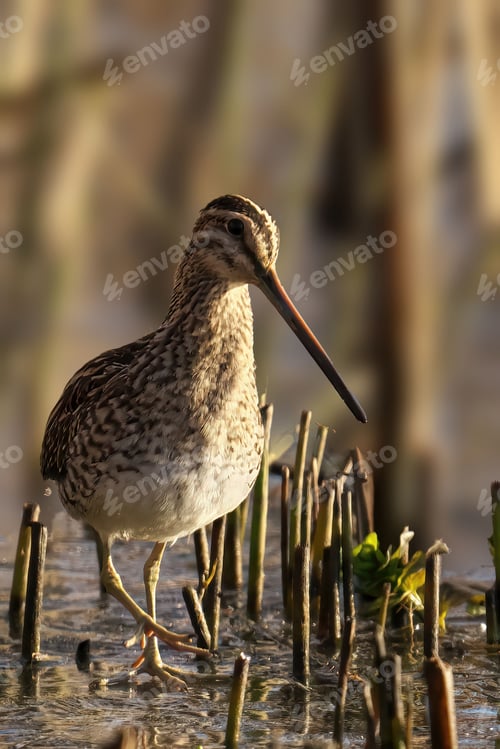 Preview: High-resolution close-up shot of a Common Snipe
