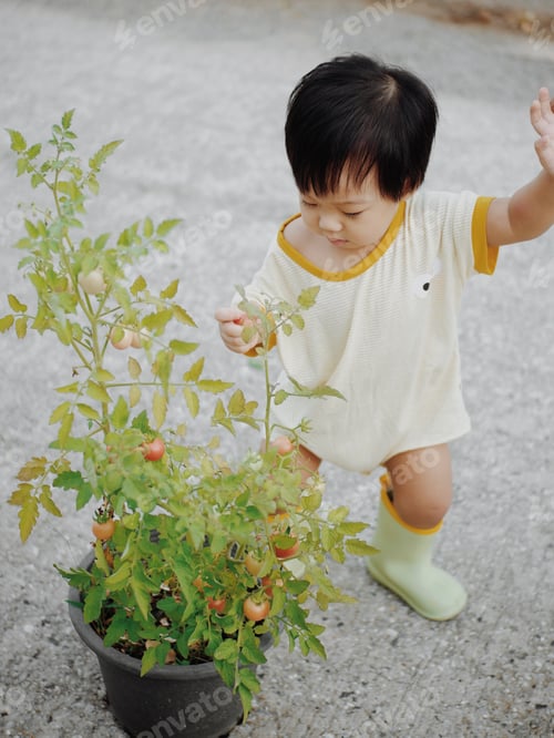 Preview: Tomato picking