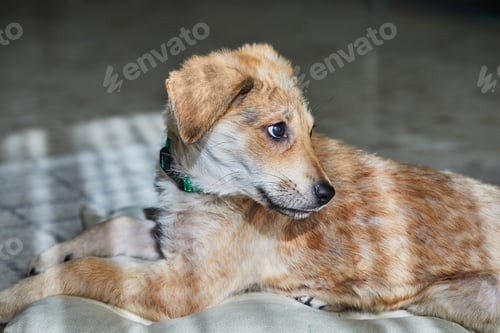 Preview: A cute ginger-white puppy lies on its bed in the sun
