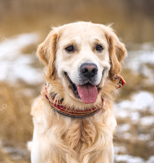 Preview: Golden retriever dog walking in the winter field