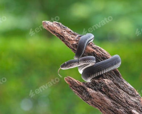Preview: Black Mangrove Pit Viper Snake Purpureomaculatus on a Tree