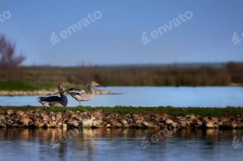 Preview: Scenic view of European geese in the lagoons of Villafafila in Zamora