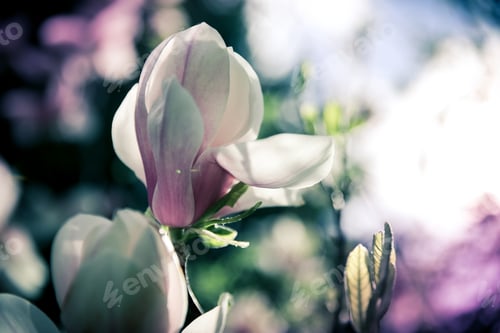 Preview: Beautiful close up magnolia flowers. Blooming magnolia tree in the spring. Selective focus