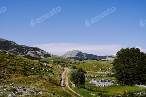 Preview: Alpine road among forbs, bushes and greenery
