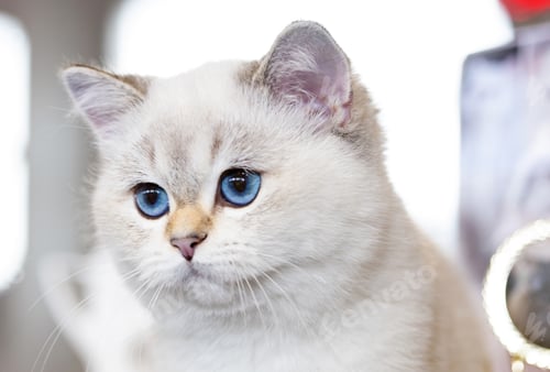 Preview: British Cat white color with blue eyes