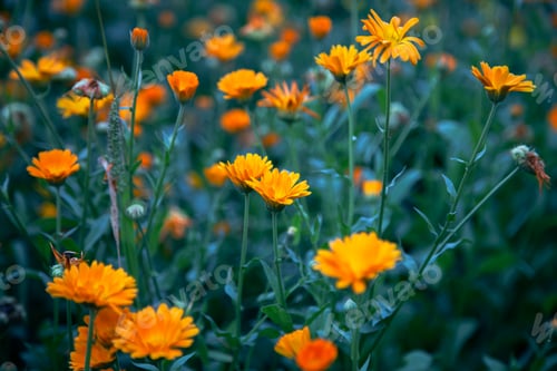 Preview: Natural background with bright orange flowers among the foliage.