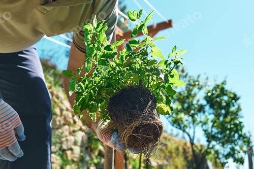 Preview: Gardener man planting lemon balm (melissa officinalis) in flower bed in his garden.