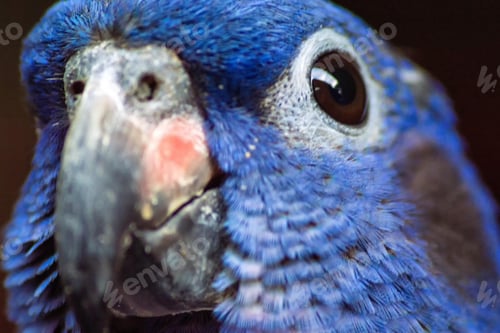 Preview: bird, parrot, Scarlet, Macaw
