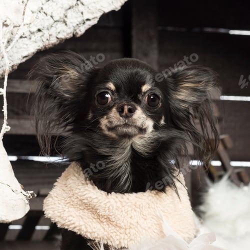Preview: Close up of a Chihuahua in front of Christmas nativity scene with Christmas tree and snow