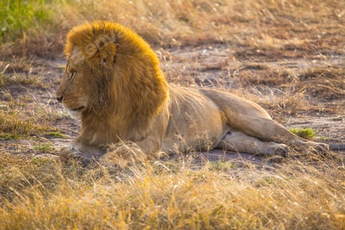 Preview: An impressive lion looking left at the Masai Mara. Kenya