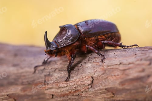 Preview: European Rhinoceros Beetle Macro Image