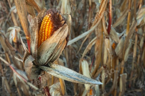 Preview: Corn cob in dry leaves in the field