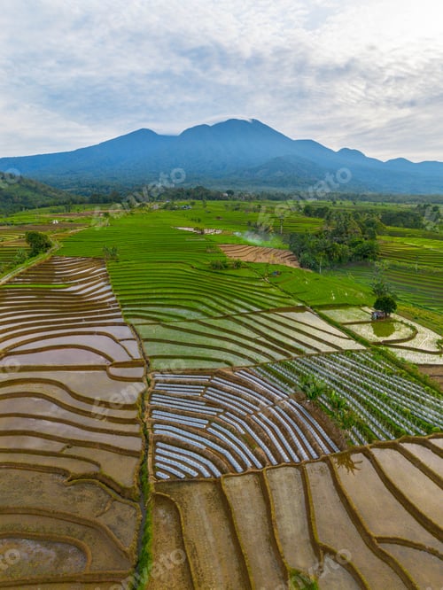 Preview: indonesia beauty landscape paddy fields in north bengkulu natural beautiful morning view from asia