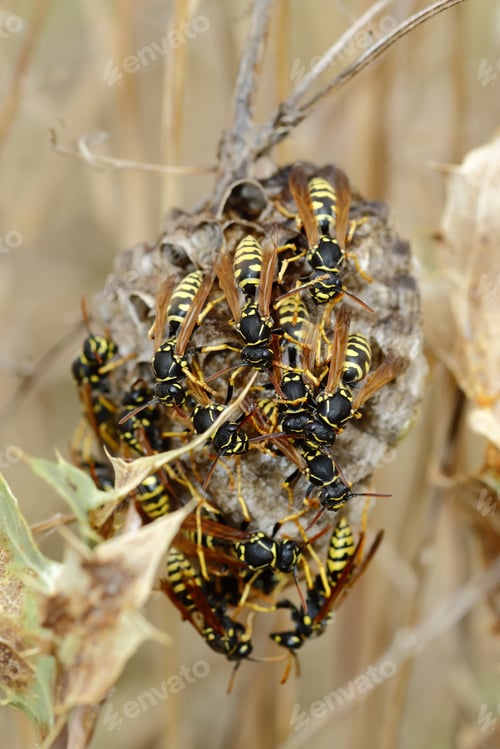 Preview: Vertical selective focus shot of a wasp nest