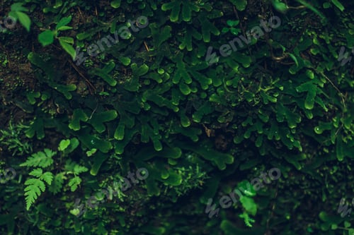 Preview: Nature Texture. Stone wall with greenery