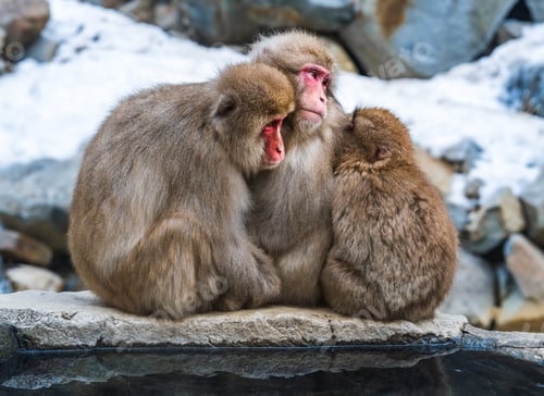 Preview: Snow monkey family, Jigokudani Monkey Park, Nagano, Japan