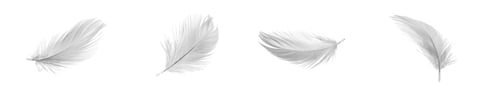 Preview: white duck feathers isolated on black background