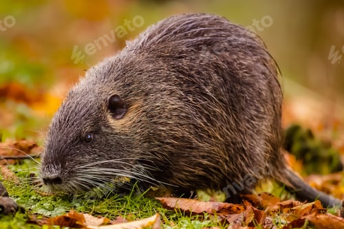 Preview: Nutria (Myocastor coypus) in a field of lush green grass and foliage
